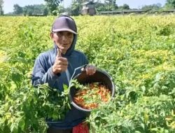 Harga Cabai Meroket, Petani Kediri Raup Keuntungan di Awal Tahun