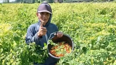 Harga Cabai Meroket, Petani Kediri Raup Keuntungan di Awal Tahun