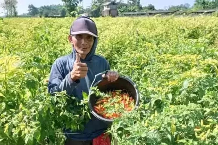 Harga Cabai Meroket, Petani Kediri Raup Keuntungan di Awal Tahun