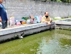 Produksi Ikan Hias di Kabupaten Kediri Meningkat Signifikan Akhir Tahun 2024