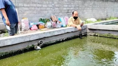 Produksi Ikan Hias di Kabupaten Kediri Meningkat Signifikan Akhir Tahun 2024