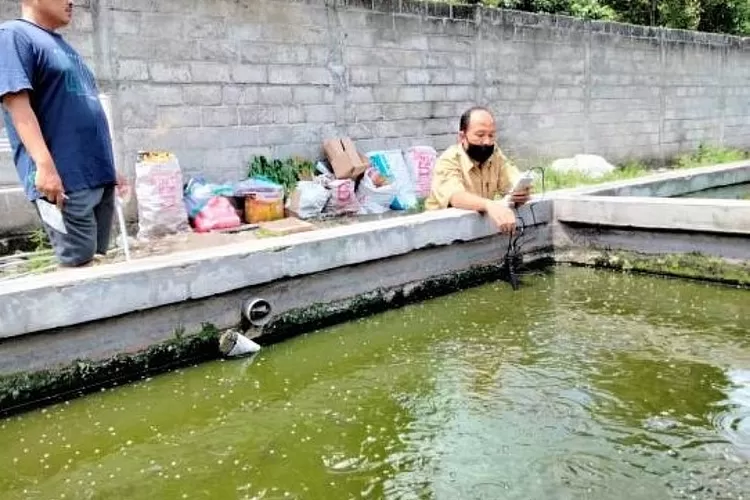 Produksi Ikan Hias di Kabupaten Kediri Meningkat Signifikan Akhir Tahun 2024