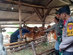 Cegah PMK, TNI-Polri Dampingi DKPP Kediri dalam Vaksinasi Ternak
