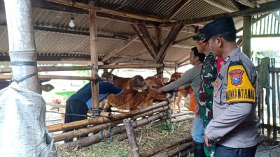Cegah PMK, TNI-Polri Dampingi DKPP Kediri dalam Vaksinasi Ternak