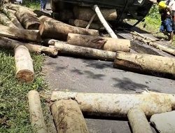 Pickup Bermuatan Kayu Sengon Laut Terguling di Trenggalek, Sopir Selamat