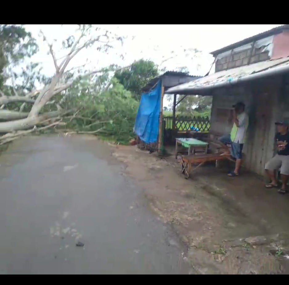 Pohon tumbang di Desa Parang Banyakan dan Desa Kalipang Grogol Kamis siang (ist)