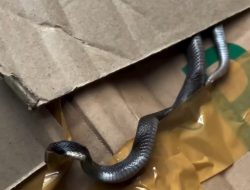 Ular Kobra Jawa Masuk Rumah Warga di Trenggalek, Waspada di Musim Penghujan