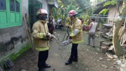 Ratusan Ular Dievakuasi dari Permukiman Warga di Trenggalek