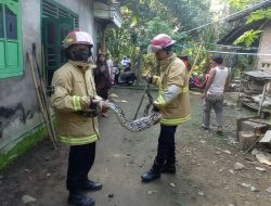 Ratusan Ular Dievakuasi dari Permukiman Warga di Trenggalek