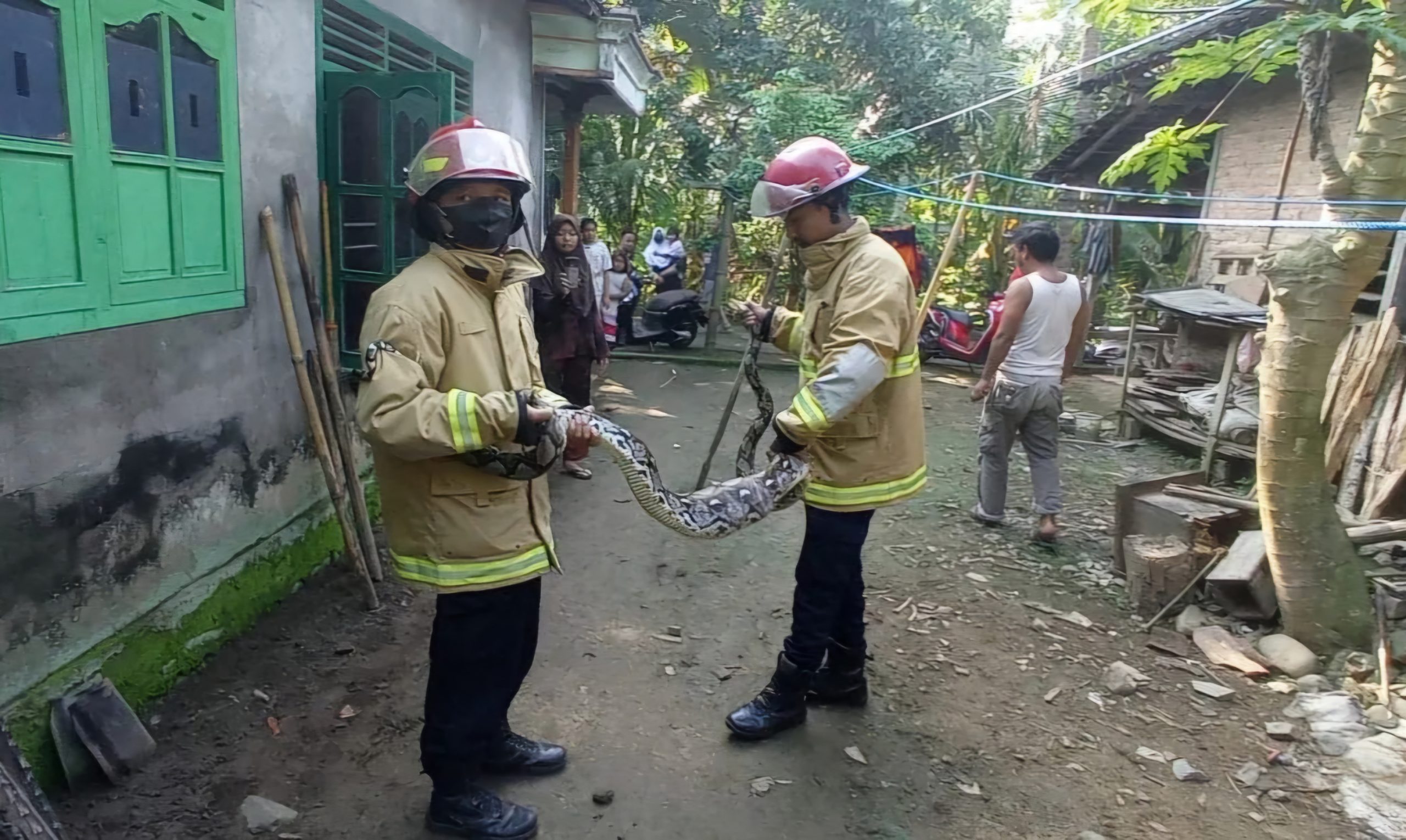 Ratusan Ular Dievakuasi dari Permukiman Warga di Trenggalek