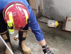 Warga Trenggalek Diminta Waspada, Burung Peliharaan Mati Akibat Gigitan Ular Kobra