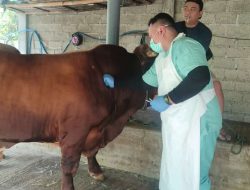 Sebanyak 251 Ekor Sapi di Kabupaten Kediri Terpapar PMK