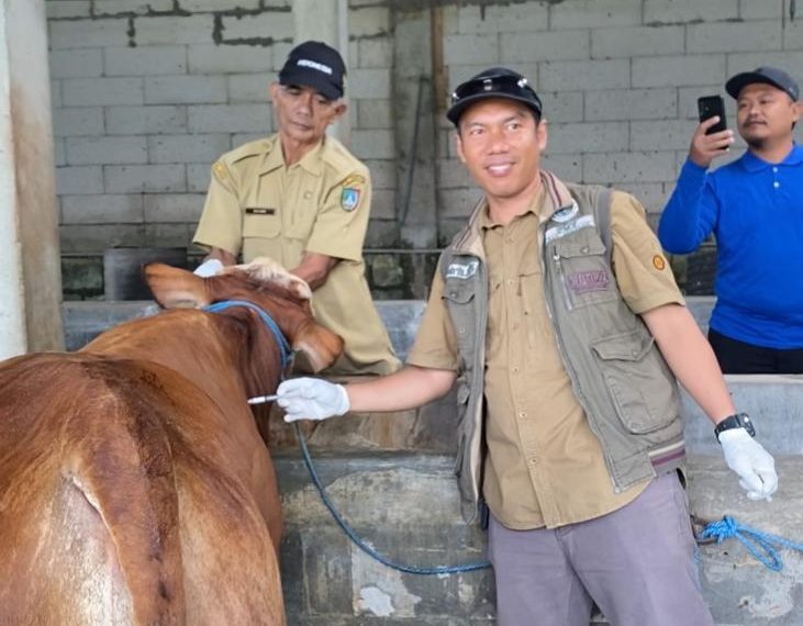 323 Sapi di Jombang Terjangkit Virus PMK, 31 Ekor Terpaksa Disembelih