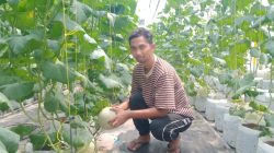 Sukses! Petani Muda Jombang Maksimalkan Hasil Melon dengan Greenhouse