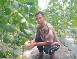 Sukses! Petani Muda Jombang Maksimalkan Hasil Melon dengan Greenhouse
