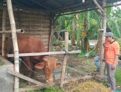 Wabah PMK Serang Ternak Gudo, Peternak Bekerja Keras Jaga Kesehatan dan Ekonomi