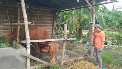 Wabah PMK Serang Ternak Gudo, Peternak Bekerja Keras Jaga Kesehatan dan Ekonomi