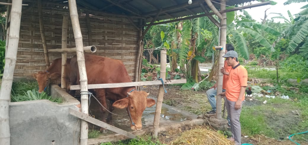 Wabah PMK Serang Ternak Gudo, Peternak Bekerja Keras Jaga Kesehatan dan Ekonomi