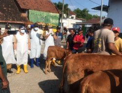 Pemkab Jombang Sukses Gencarkan Penanganan PMK, Kesembuhan Ternak Meningkat