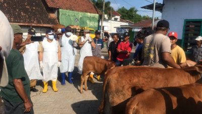 Pemkab Jombang Sukses Gencarkan Penanganan PMK, Kesembuhan Ternak Meningkat