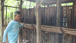 Puluhan Kambing Mati Mendadak di Ponorogo, Peternak Jual Murah untuk Hindari Kerugian Lebih Besar