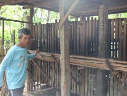 Puluhan Kambing Mati Mendadak di Ponorogo, Peternak Jual Murah untuk Hindari Kerugian Lebih Besar