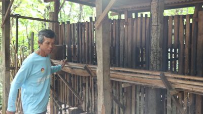 Puluhan Kambing Mati Mendadak di Ponorogo, Peternak Jual Murah untuk Hindari Kerugian Lebih Besar
