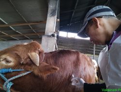 Jumlah Sapi Mati Akibat PMK di Kabupaten Kediri Tercatat Sudah 40 Ekor