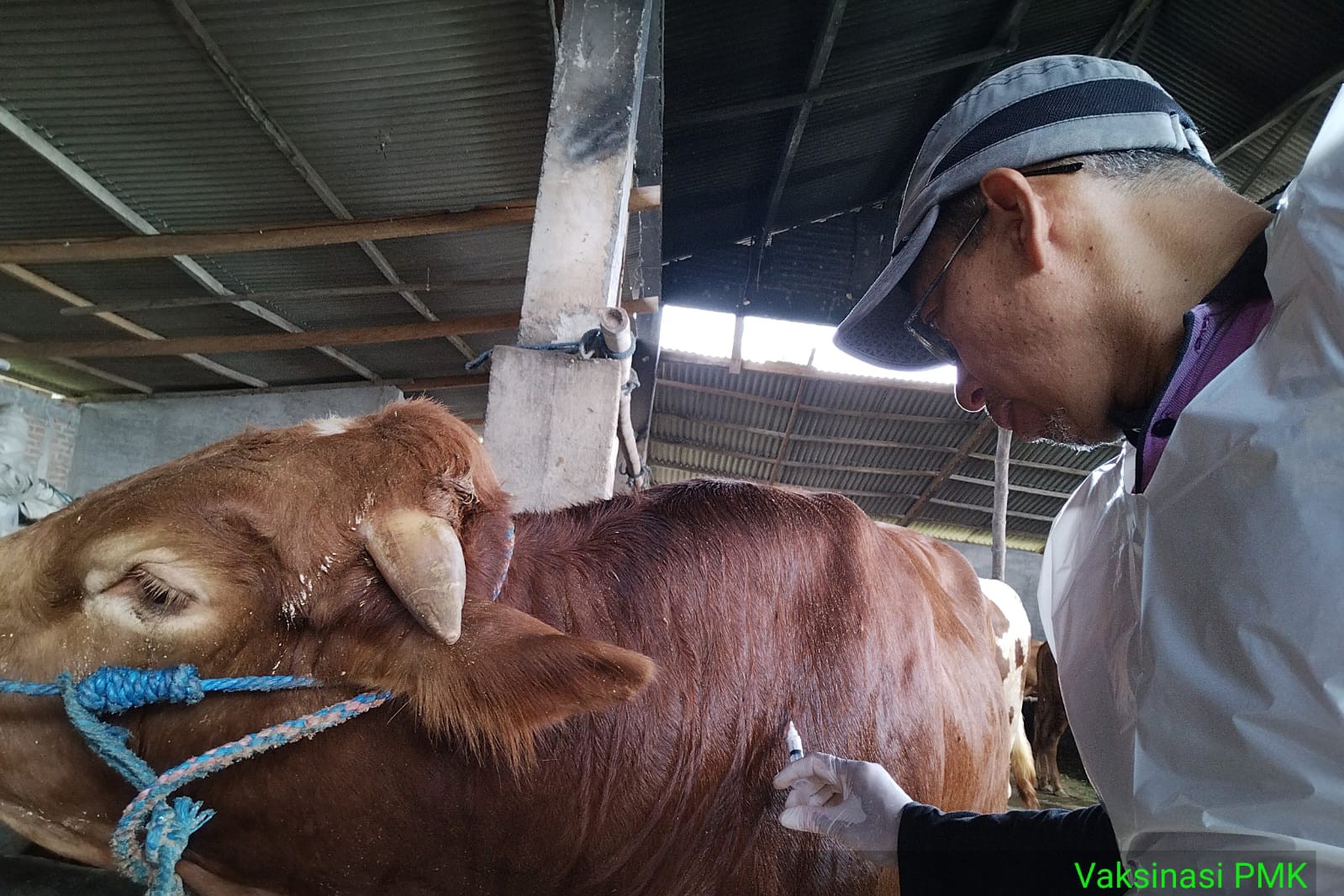 Jumlah  Sapi Mati Akibat PMK di Kabupaten Kediri Tercatat Sudah 40 Ekor