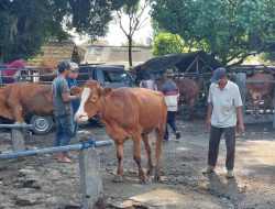 DKPP Perketat Lalu Lintas Ternak di Kabupaten Kediri