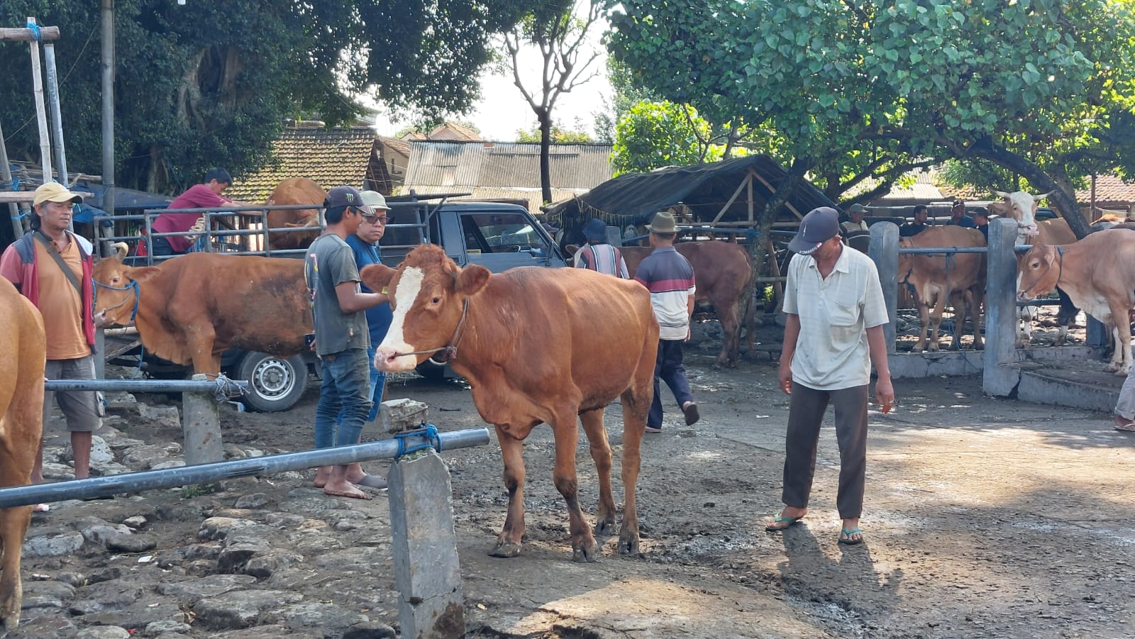 DKPP Perketat Lalu Lintas Ternak di Kabupaten Kediri