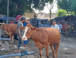 Sebaran PMK Meluas di Seluruh Kecamatan Kabupaten Kediri, Peternak Diminta Waspada
