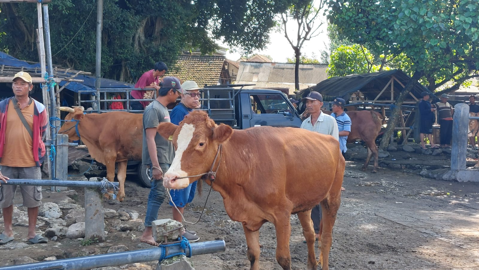 Sebaran PMK Meluas di Seluruh Kecamatan Kabupaten Kediri, Peternak Diminta Waspada