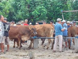 Sebanyak 638 Sapi di Kabupaten Kediri Positif PMK