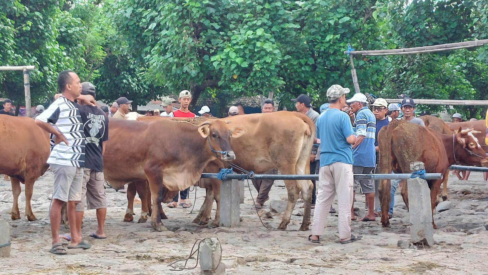 Sebanyak 638 Sapi di Kabupaten Kediri Positif PMK