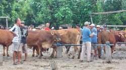 Kasus PMK di Kediri Bertambah, 101 Sapi Baru Terpapar