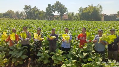Lahan Tembakau di Kediri Bertambah 100 Hektar pada 2025