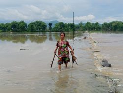 Tanggul Jebol, Ratusan Hektar Sawah di Ponorogo Terendam Banjir dan Terancam Gagal Panen