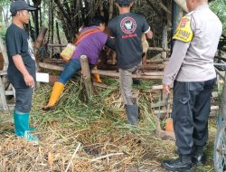 Bhabinkamtibmas Dampingi Petugas Keswan dalam Vaksinasi Ternak Sapi di Kabupaten Kediri