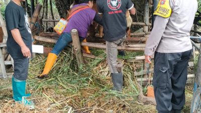 Bhabinkamtibmas Dampingi Petugas Keswan dalam Vaksinasi Ternak Sapi di Kabupaten Kediri
