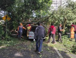 Pohon Randu Tumbang Timpa Mobil di Jalan Raya Patimura Kota Batu