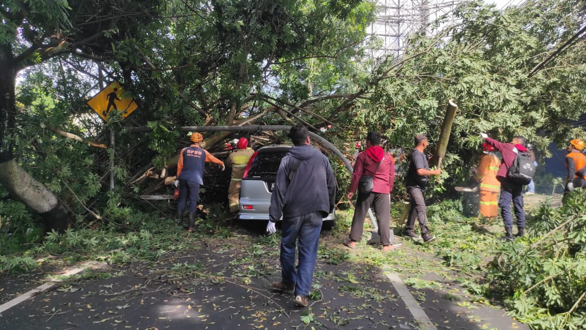 Pohon Randu Tumbang Timpa Mobil di Jalan Raya Patimura Kota Batu