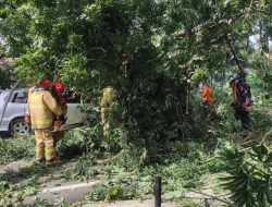 Pohon Randu Roboh Timpa Mobil di Jalan Patimura, Pengemudi Selamat Meski Masih Trauma