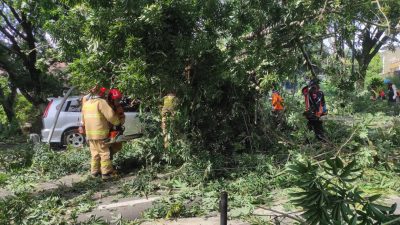 Pohon Randu Roboh Timpa Mobil di Jalan Patimura, Pengemudi Selamat Meski Masih Trauma