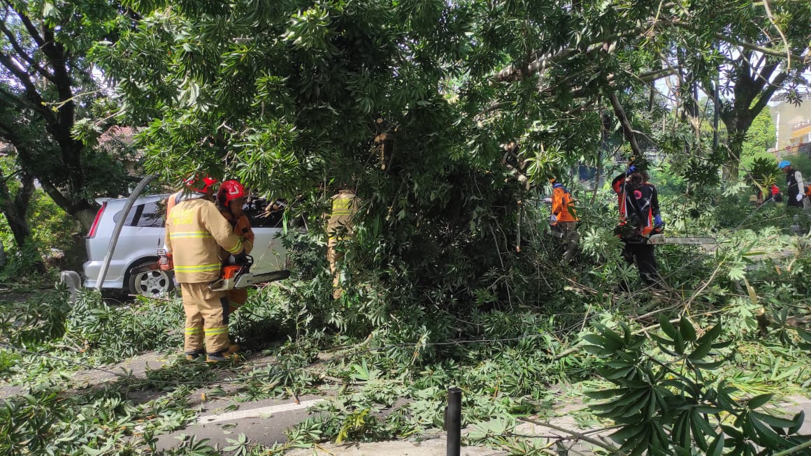 Pohon Randu Roboh Timpa Mobil di Jalan Patimura, Pengemudi Selamat Meski Masih Trauma