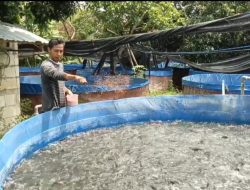 Harga Ikan Lele Naik, Permintaan Melonjak di Awal Tahun