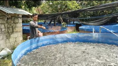 Harga Ikan Lele Naik, Permintaan Melonjak di Awal Tahun