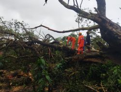 Waspada Cuaca Ekstrem! Puluhan Pohon Tumbang di Kota Batu, BPBD Lakukan Evakuasi