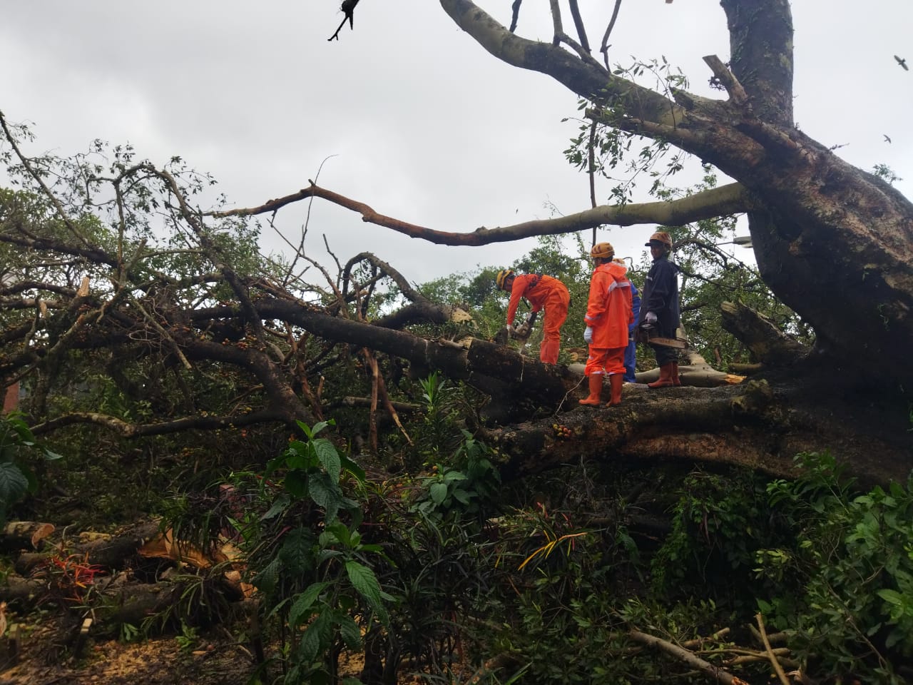 Waspada Cuaca Ekstrem! Puluhan Pohon Tumbang di Kota Batu, BPBD Lakukan Evakuasi