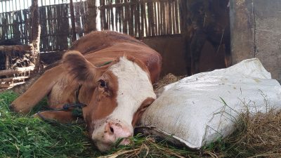 Wabah PMK Meluas di Ponorogo, Empat Sapi Mati dan Puluhan Terpapar di Desa Plalangan